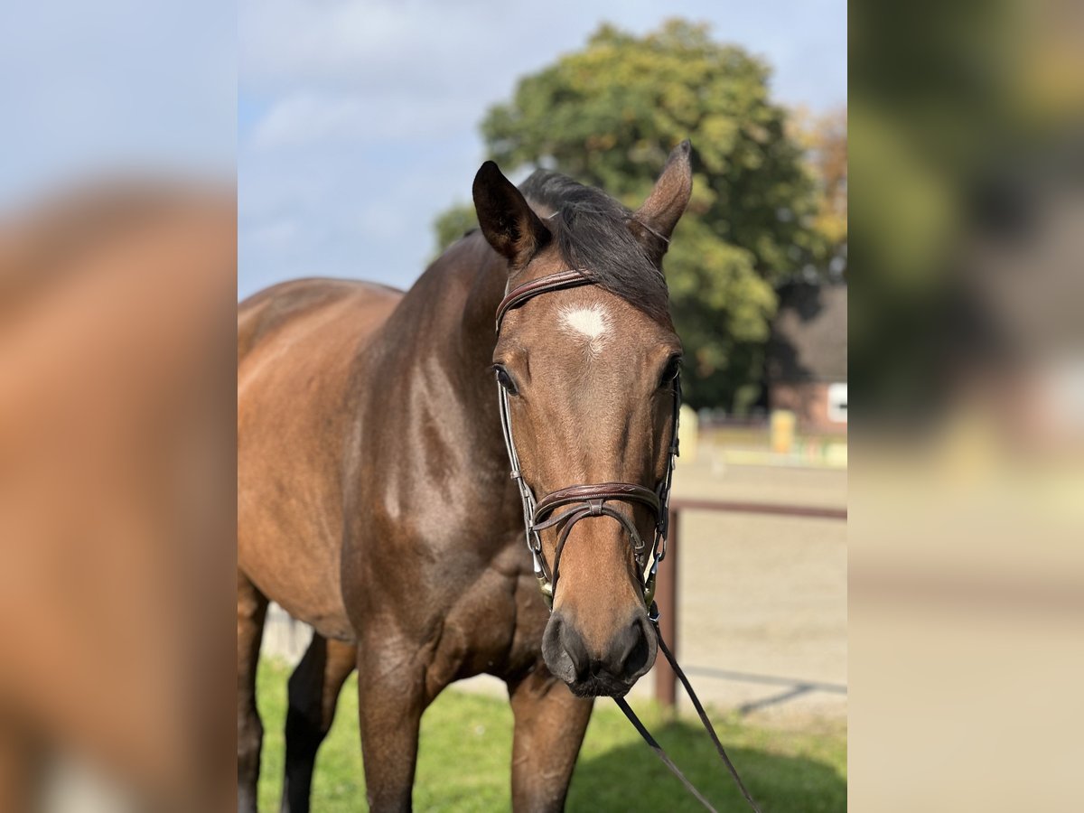 Holsteiner Stute 8 Jahre 175 cm Brauner in G&#xFC;tersloh