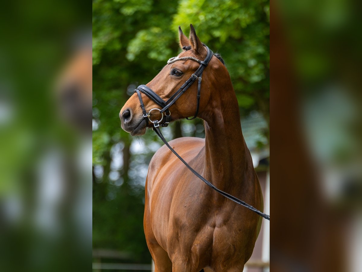 Holsteiner Stute 8 Jahre 176 cm Brauner in Diekhusen-Fahrstedt