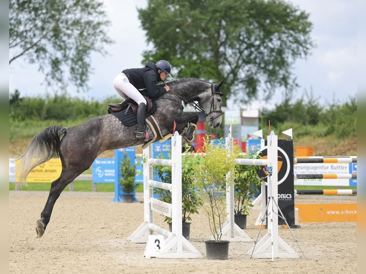 Holsteiner Stute 8 Jahre 180 cm Apfelschimmel in Barkelsby