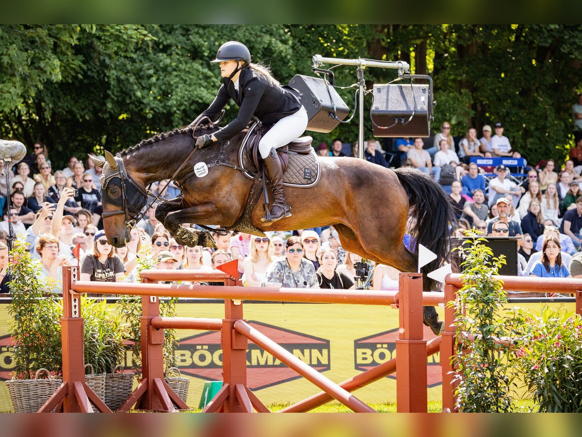 Holsteiner Stute 8 Jahre Dunkelbrauner in Pogeez