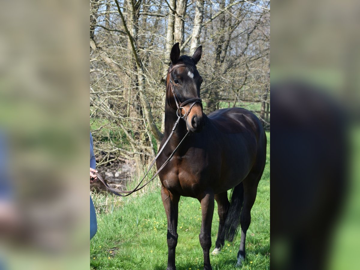 Holsteiner Stute 9 Jahre 162 cm Dunkelbrauner in Emkendorf