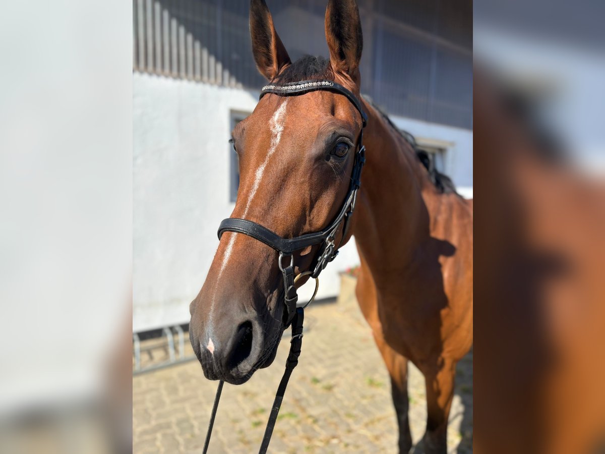 Holsteiner Stute 9 Jahre 164 cm Brauner in Klein Nordende