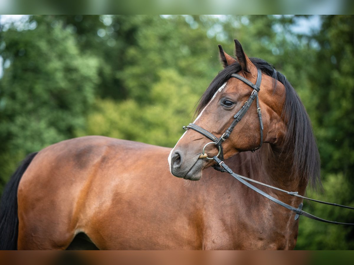Holsteiner Stute 9 Jahre 165 cm Brauner in Wolpertswende