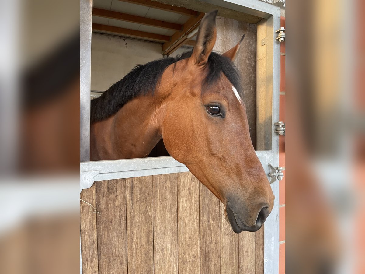 Holsteiner Stute 9 Jahre 165 cm Brauner in Rosenthal