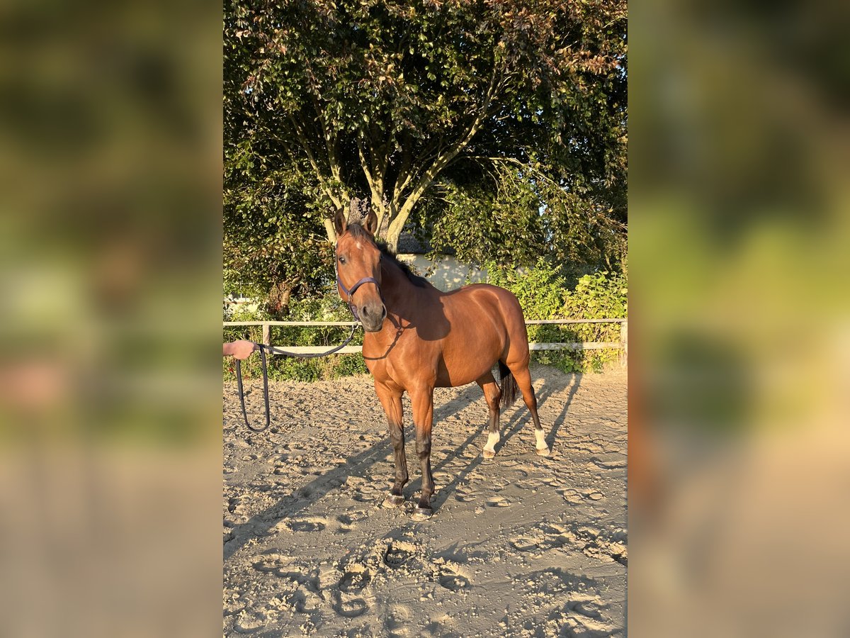 Holsteiner Stute 9 Jahre 165 cm Brauner in Oldenb&#xFC;ttel