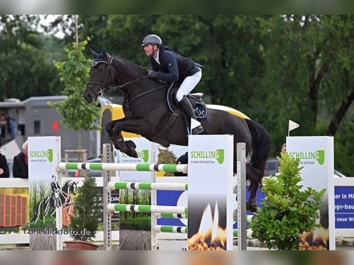 Holsteiner Stute 9 Jahre 171 cm Rappe in Ebenweiler
