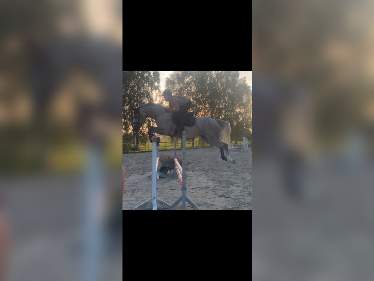 Holsteiner Stute 9 Jahre 171 cm in Bad Berleburg