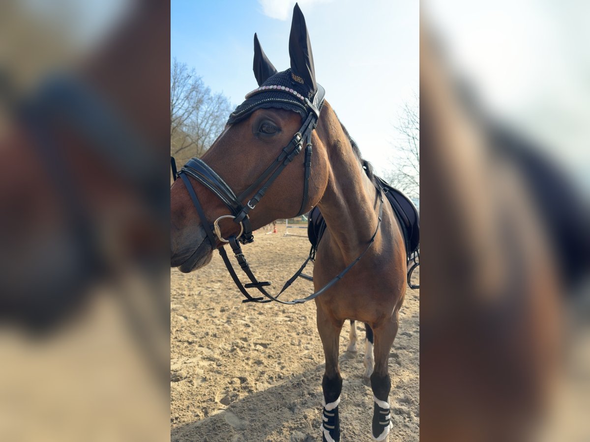 Holsteiner Stute 9 Jahre 172 cm Brauner in SeesenBilderlahe
