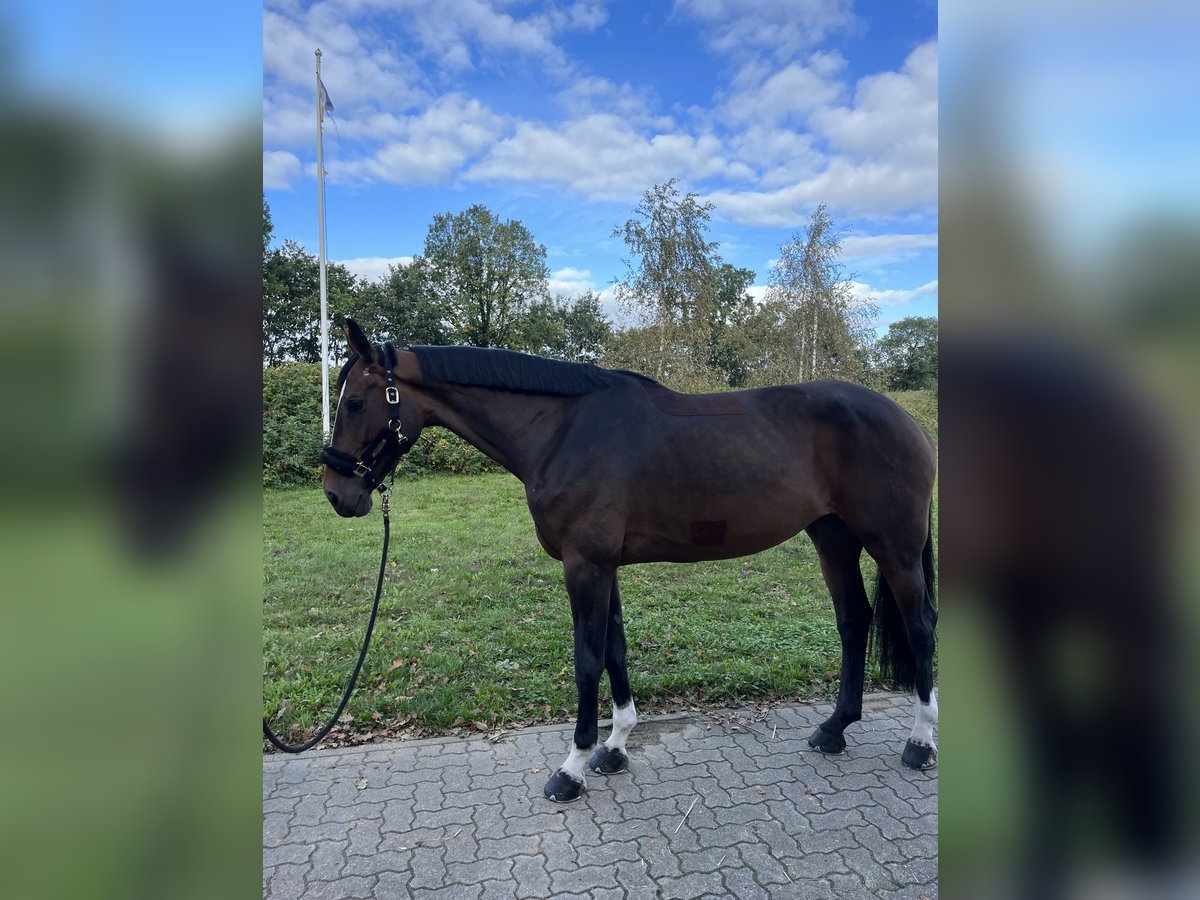 Holsteiner Stute 9 Jahre 174 cm Dunkelbrauner in Negernbötel