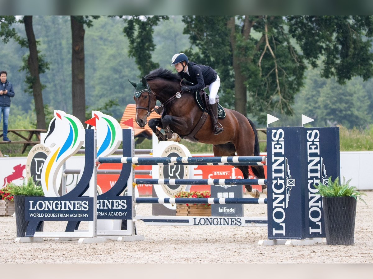 Holsteiner Stute 9 Jahre 184 cm Brauner in Schmilau