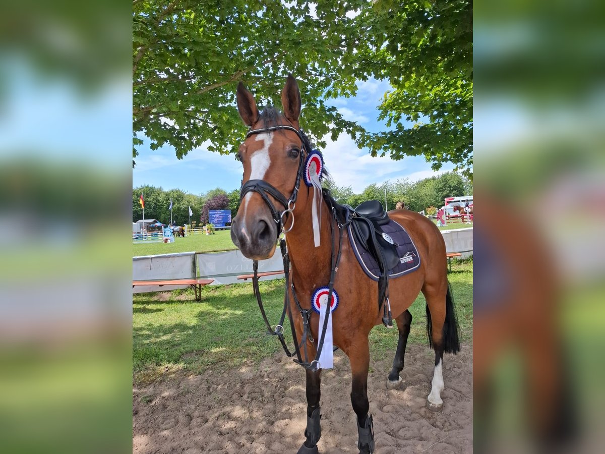 Holsteiner Stute 9 Jahre Brauner in Bad Segeberg