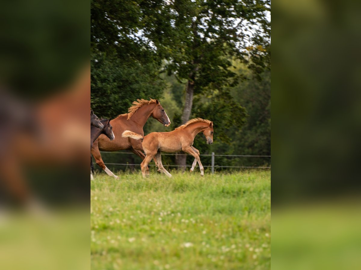 Holsteiner, Stute in Westerhorn