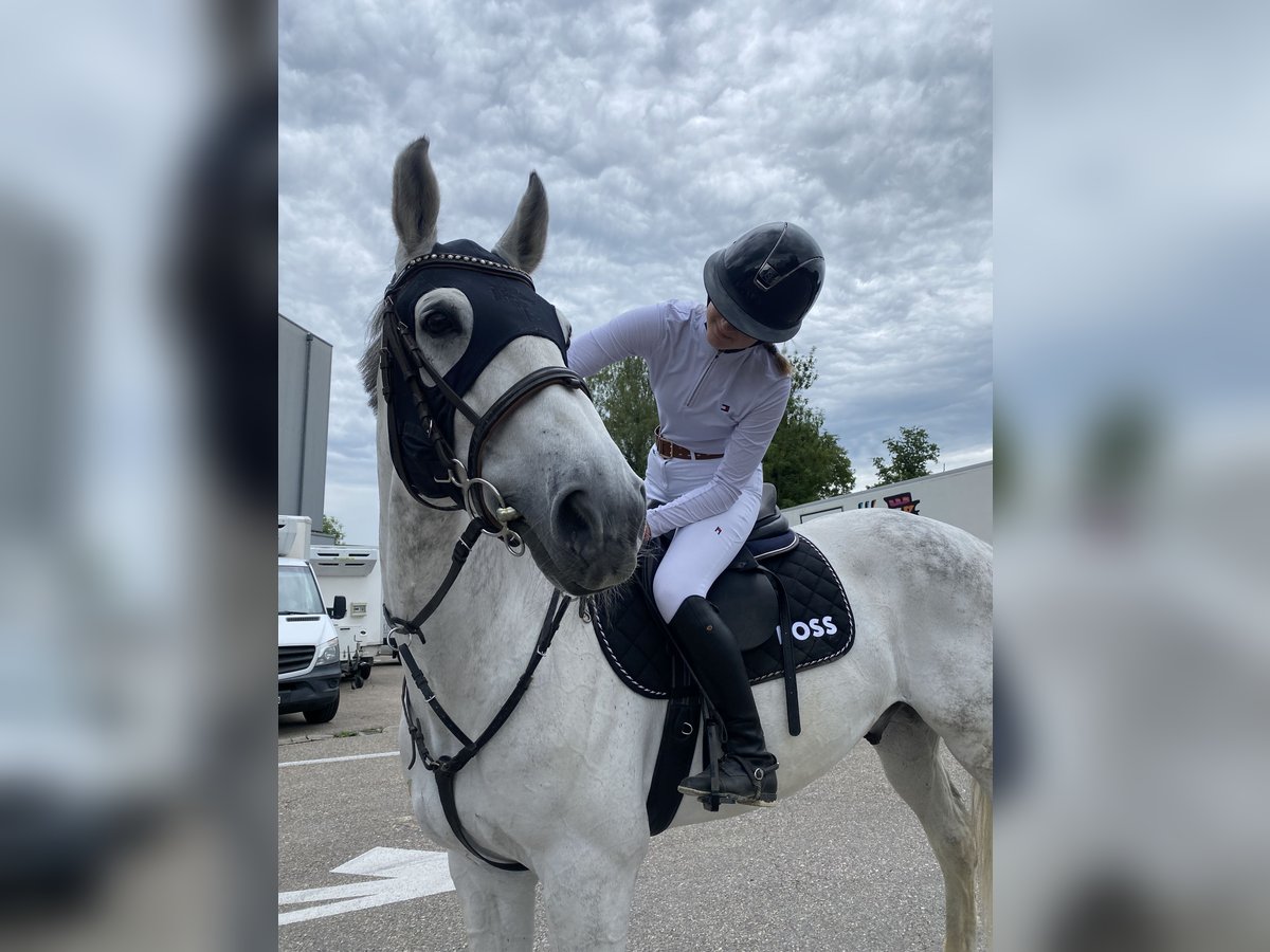 Holsteiner Valack 10 år 172 cm Gråskimmel in Horgen