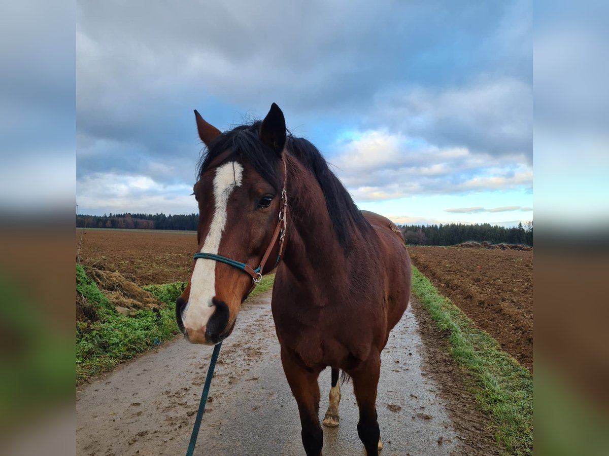 Holsteiner Valack 11 år 170 cm Brun in Utzstetten