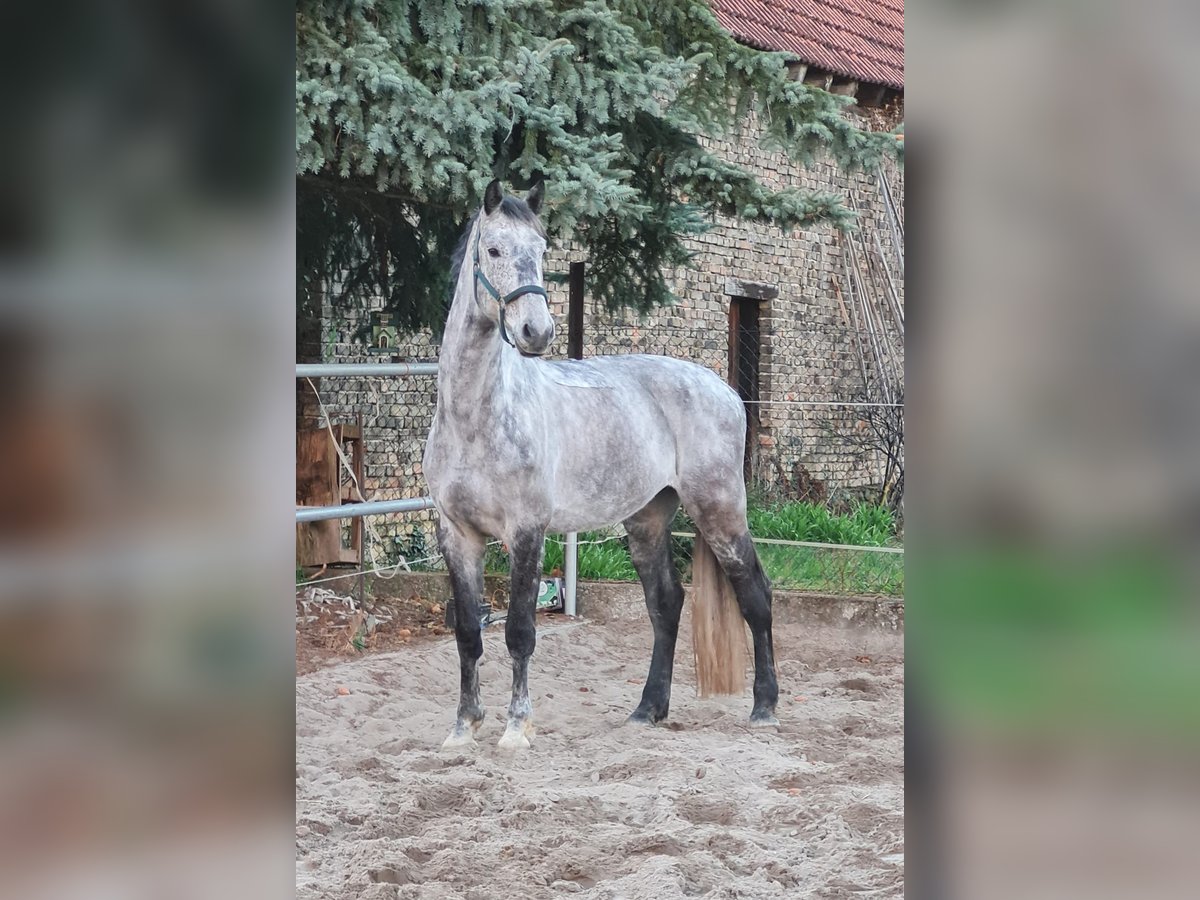 Holsteiner Valack 12 år 175 cm Kan vara vit in Gernsheim