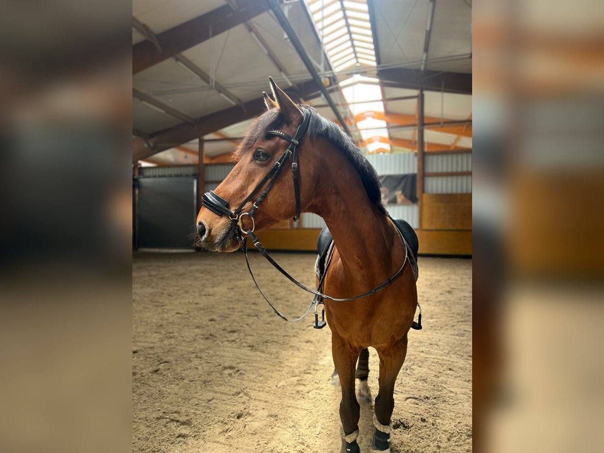 Holsteiner Valack 13 år 175 cm Brun in SchwaigernSchwaigern