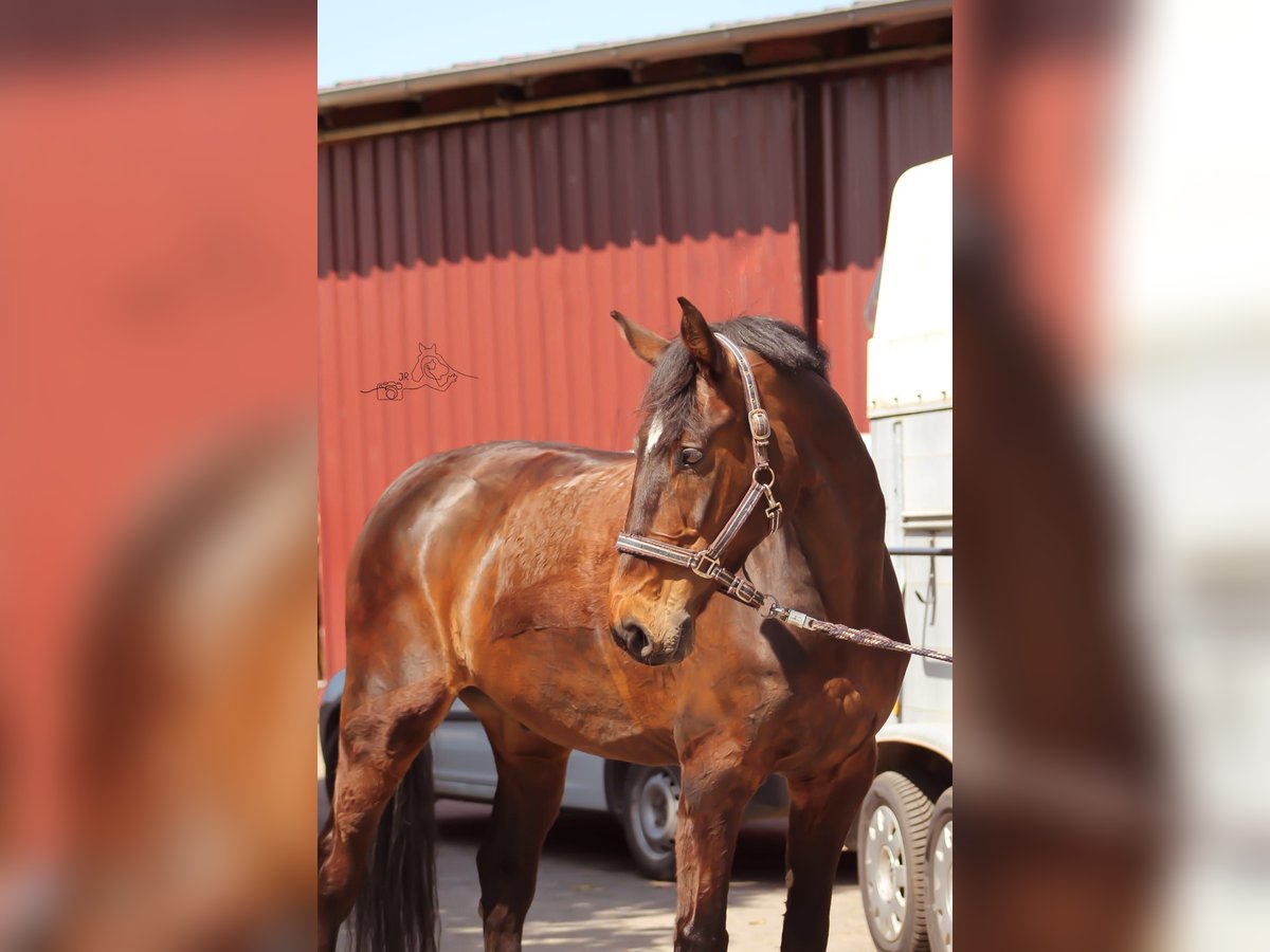 Holsteiner Valack 14 år 167 cm Brun in Bargfeld-Stegen