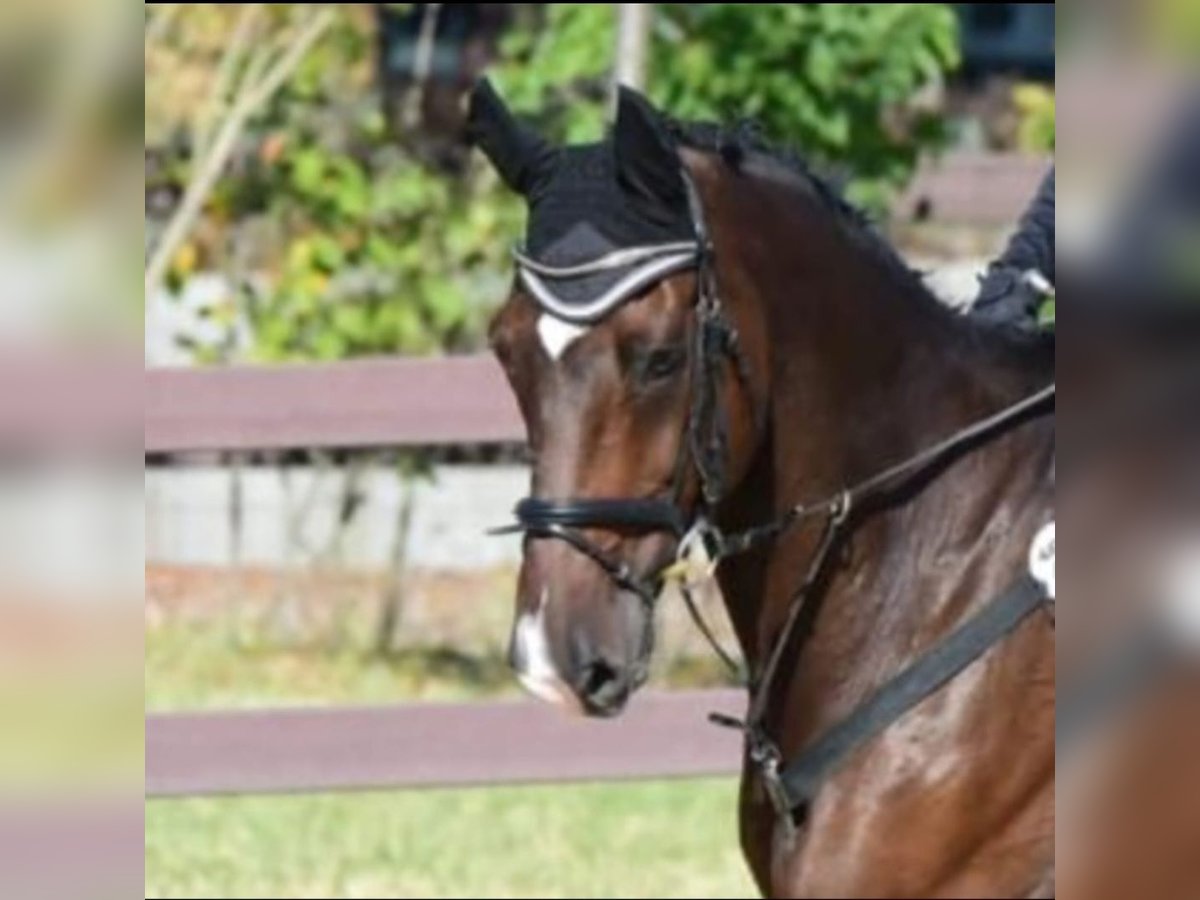 Holsteiner Valack 15 år 176 cm Brun in Ettlingen