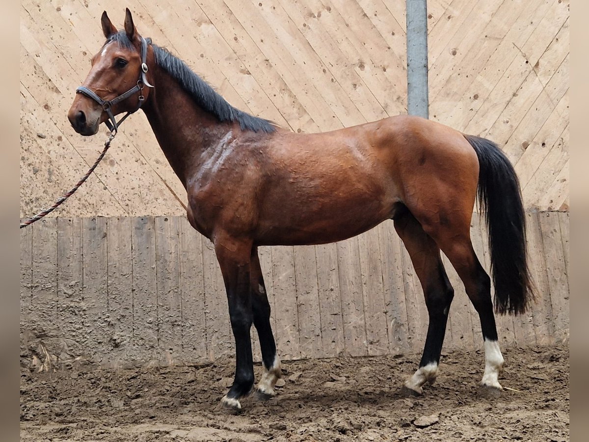 Holsteiner Valack 2 år 163 cm Brun in Sollerup