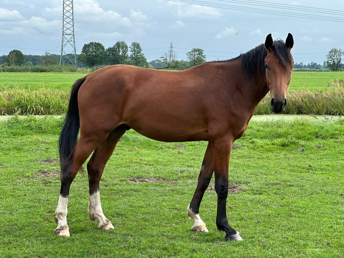 Holsteiner Valack 2 år 166 cm Brun in Heiligenstedten