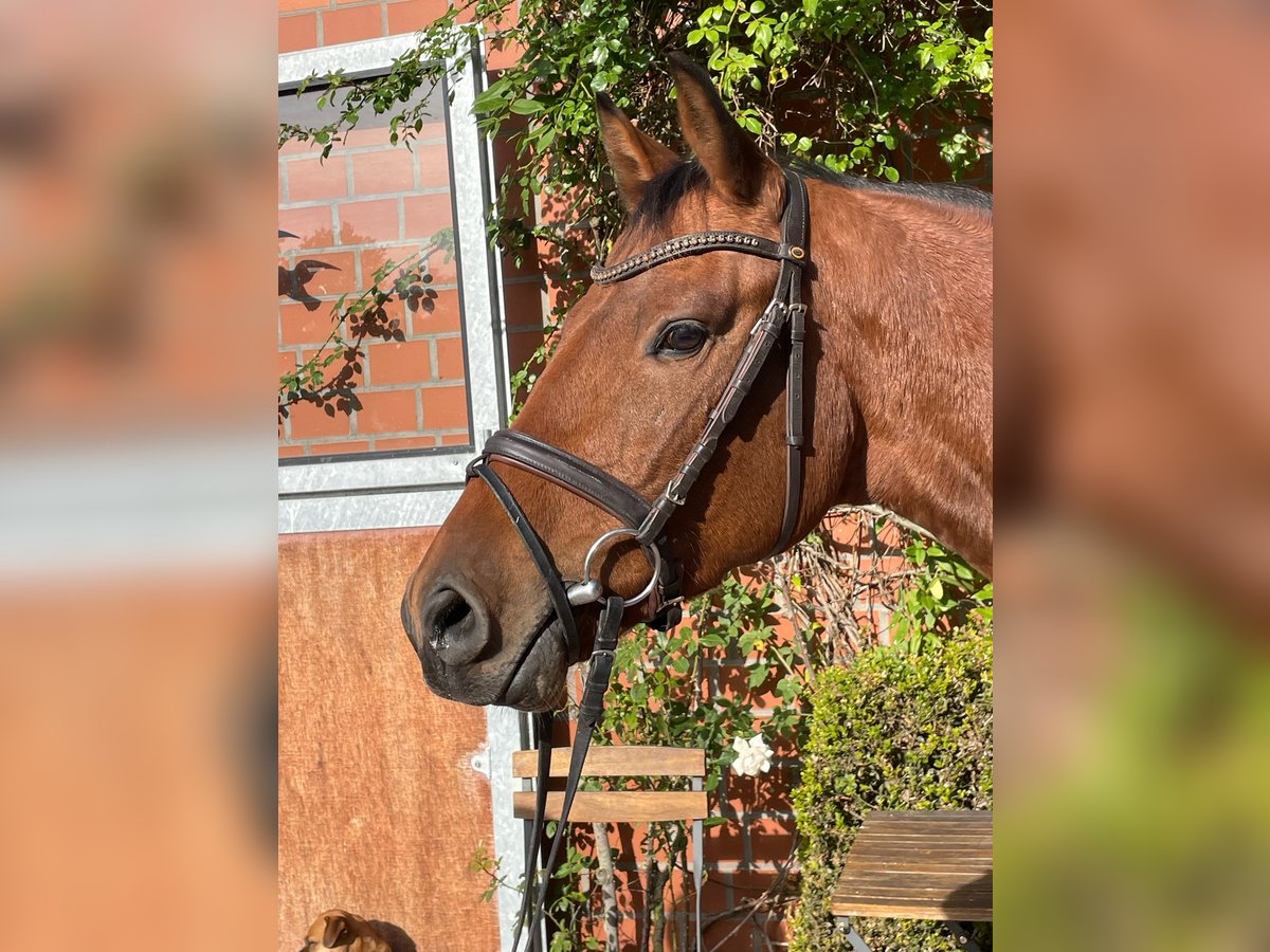 Holsteiner Valack 3 år 161 cm Mörkbrun in Verden (Aller)