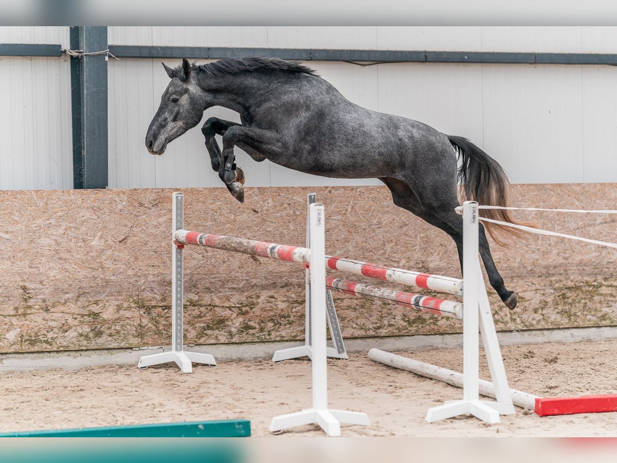 Holsteiner Valack 3 år 167 cm Grå in Zduchovice