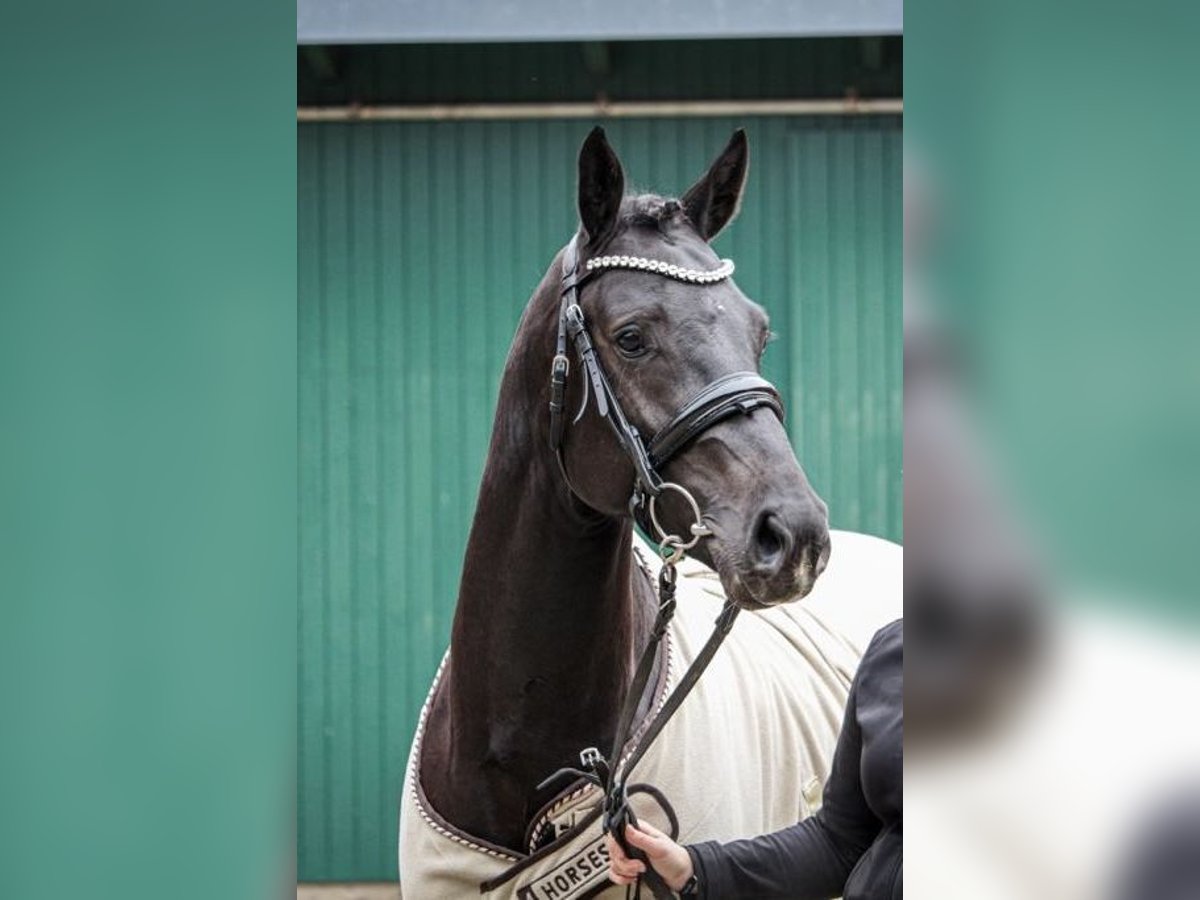 Holsteiner Valack 3 år 168 cm Svart in Bad Bramstedt