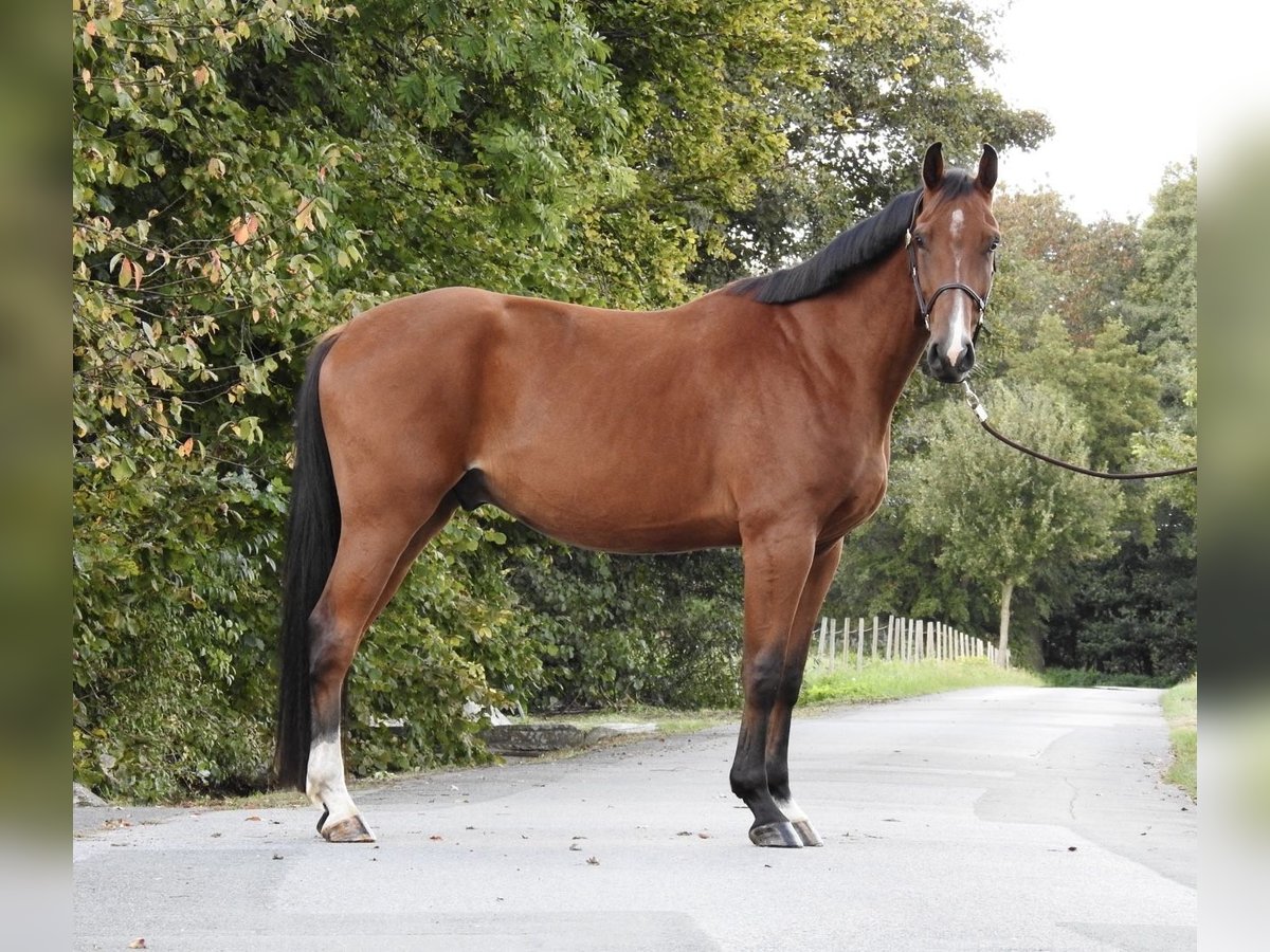 Holsteiner Valack 3 år 170 cm Brun in Verl