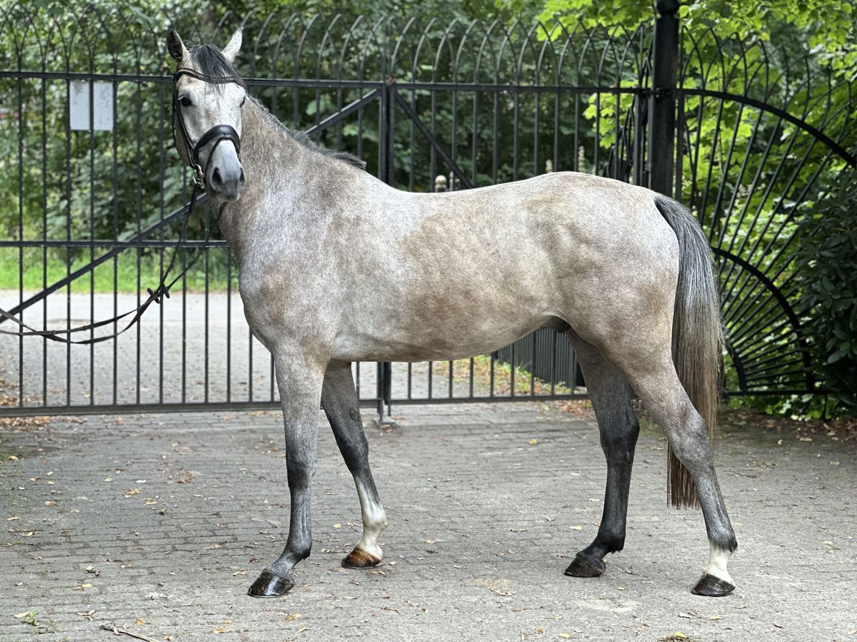 Holsteiner Valack 4 år 167 cm Gråskimmel in Heiligenstedten