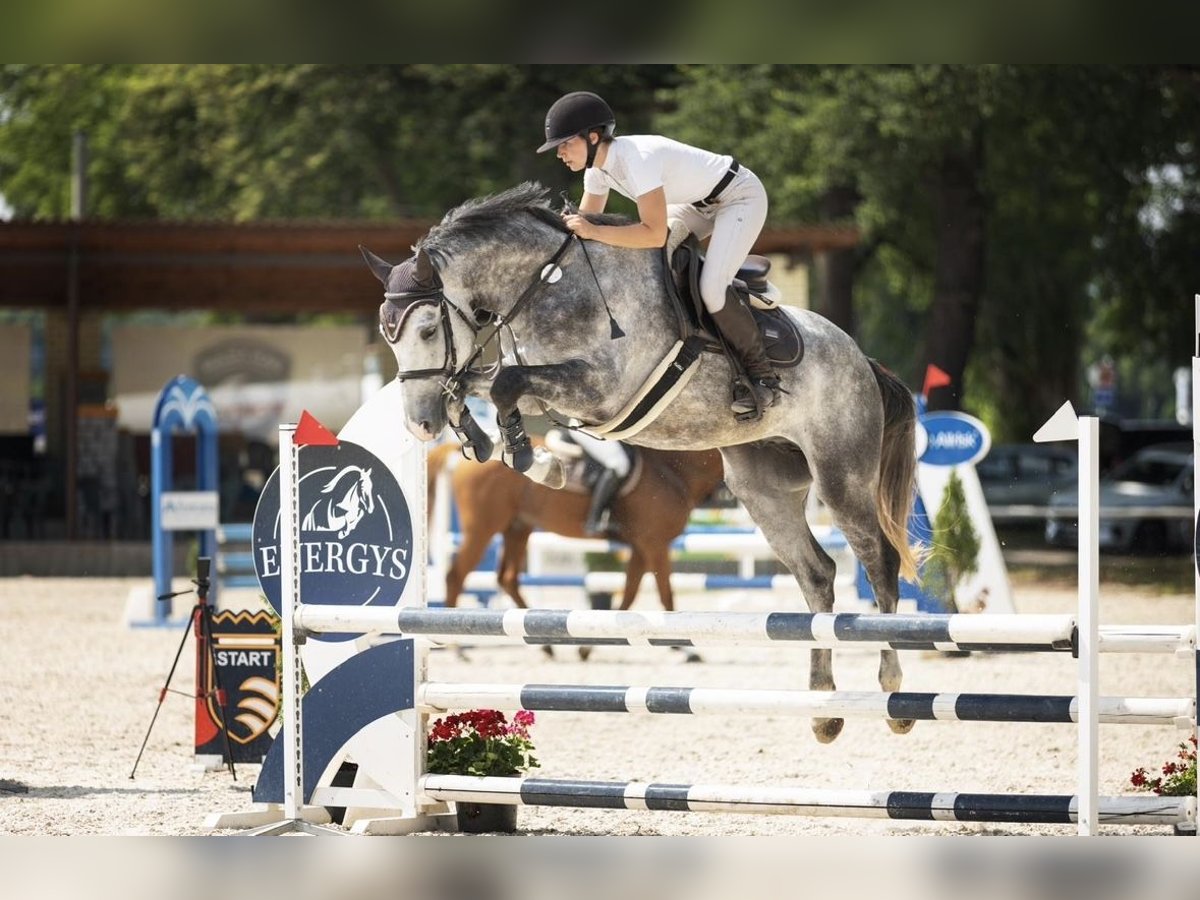 Holsteiner Valack 4 år 168 cm Grå in Mladá Boleslav