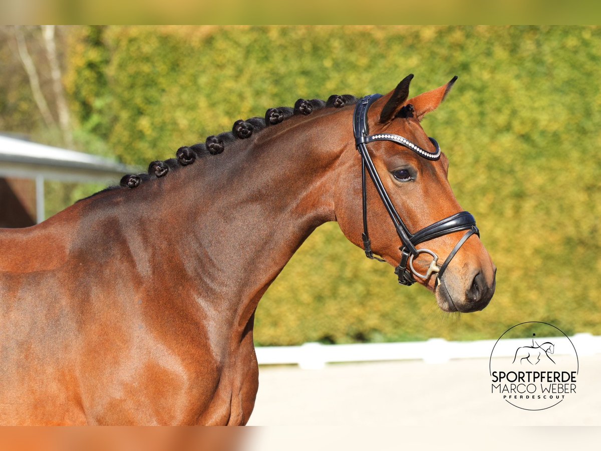 Holsteiner Valack 5 år 172 cm Brun in Bad Zwischenahn