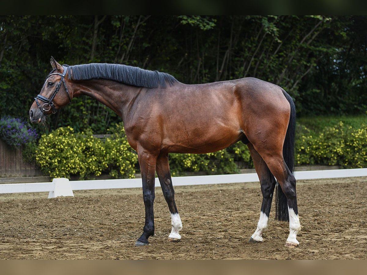 Holsteiner Valack 5 år 172 cm Brun in Riedstadt