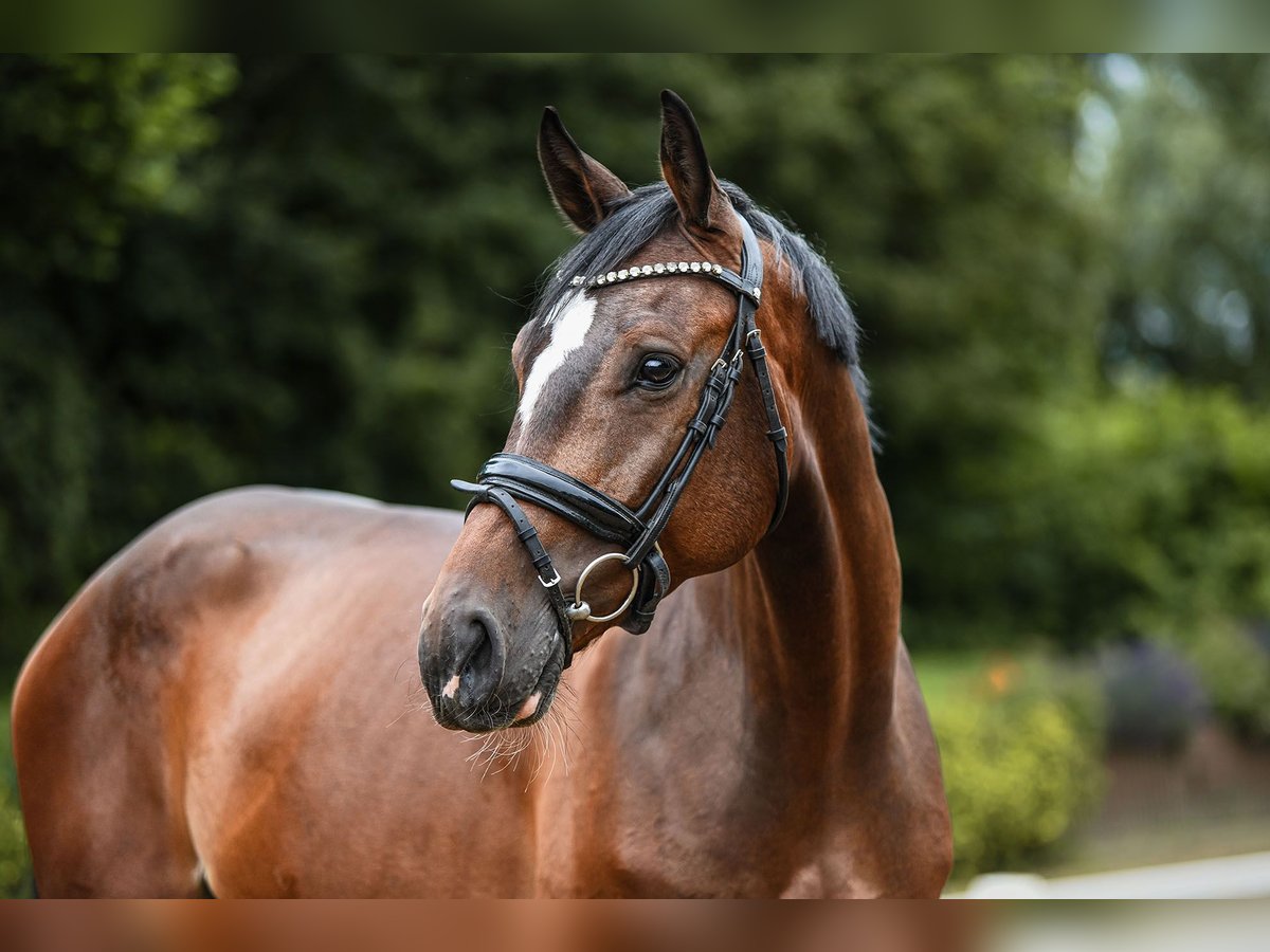 Holsteiner Valack 5 år 172 cm Brun in Riedstadt