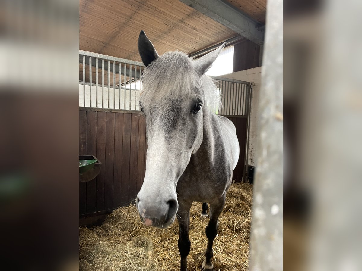 Holsteiner Valack 6 år 167 cm Grå in WoltersdorfSchulendorf