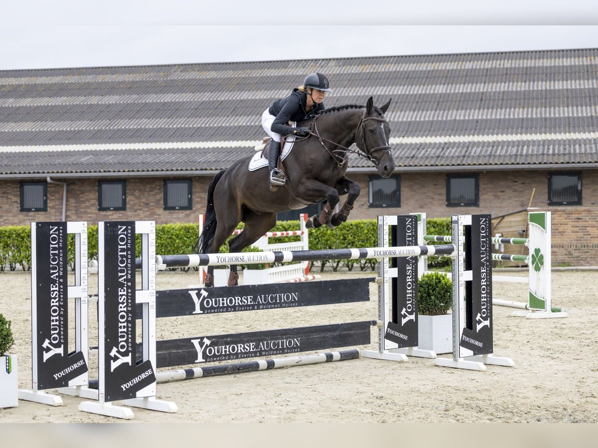 Holsteiner Valack 6 år 172 cm Svart in Waddinxveen