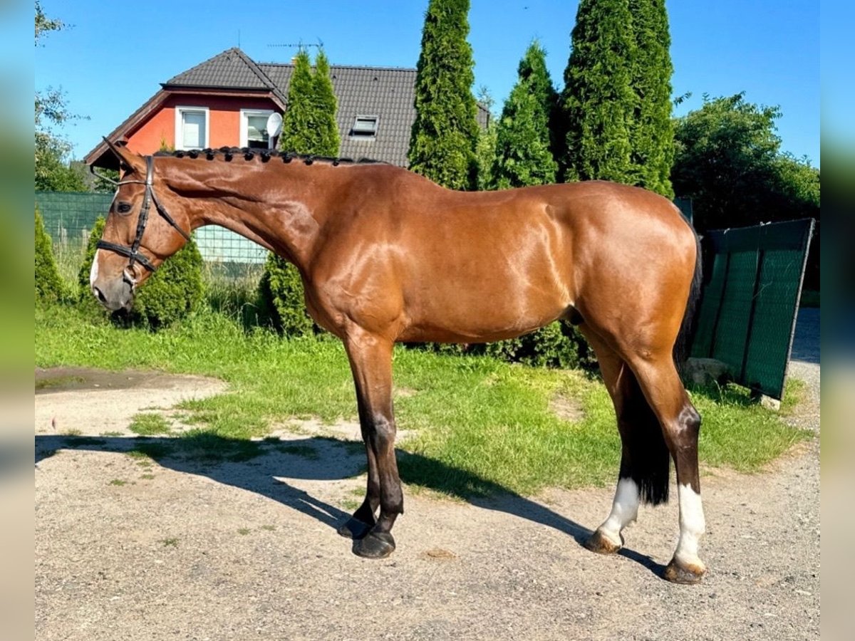 Holsteiner Valack 7 år 170 cm Brun in Mladá Boleslav