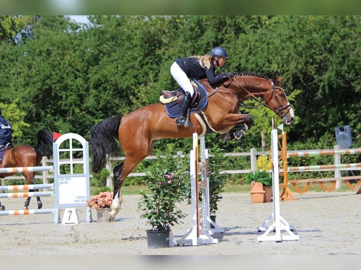 Holsteiner Valack 7 år 175 cm Brun in Schulendorf