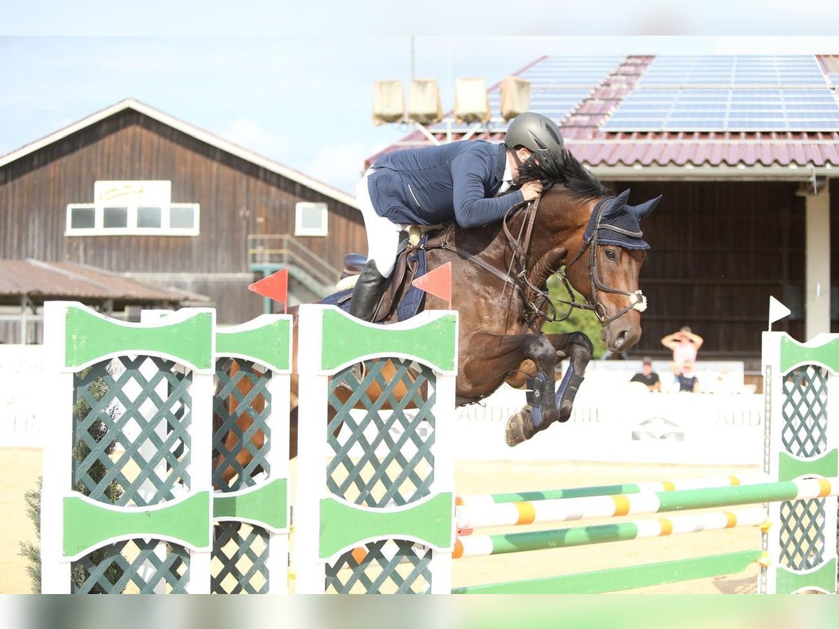 Holsteiner Valack 8 år 167 cm Mörkbrun in Emmendingen