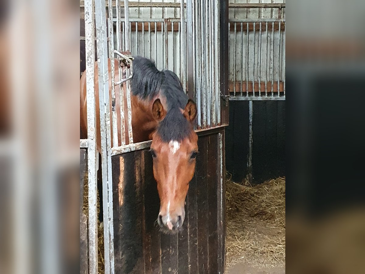 Holsteiner Valack 8 år 168 cm Brun in Lastrup