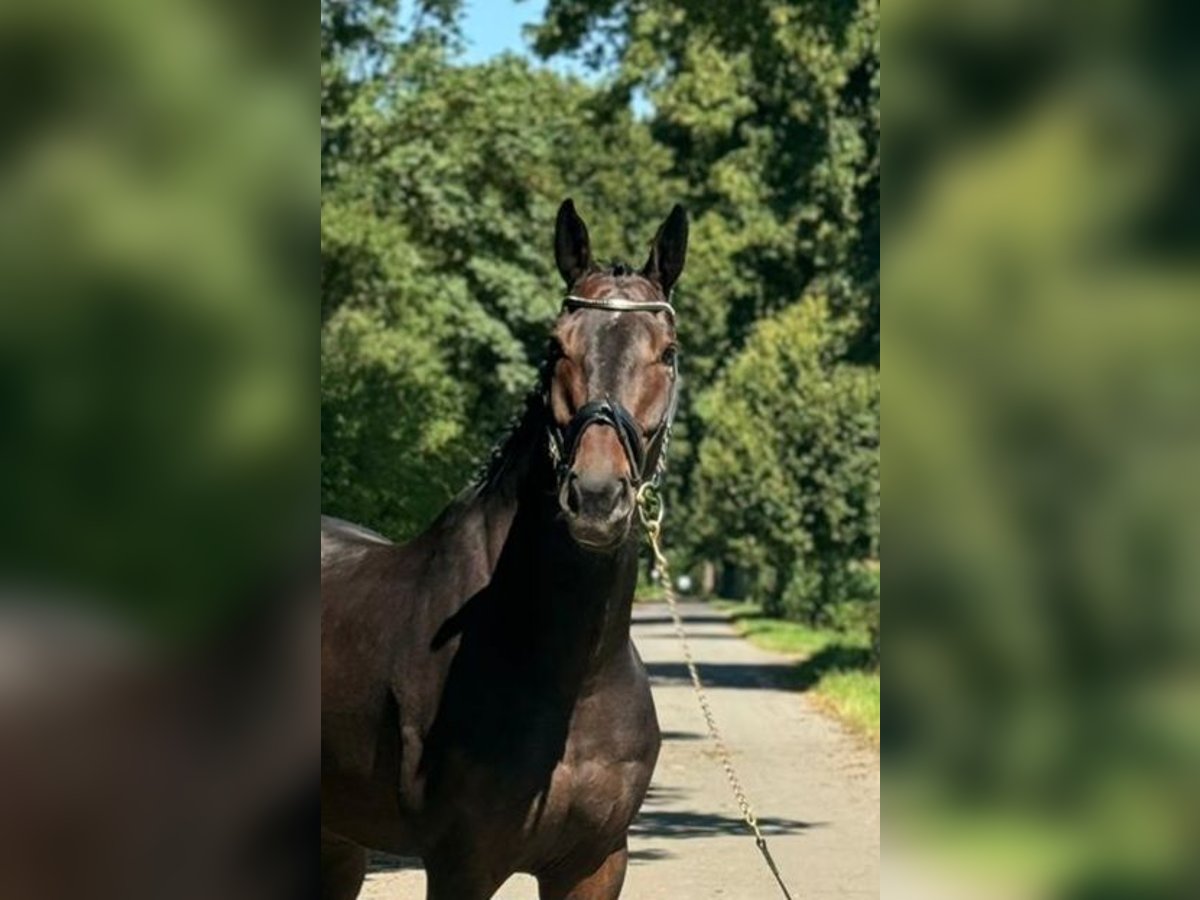 Holsteiner Valack 8 år 168 cm Mörkbrun in Kerpen