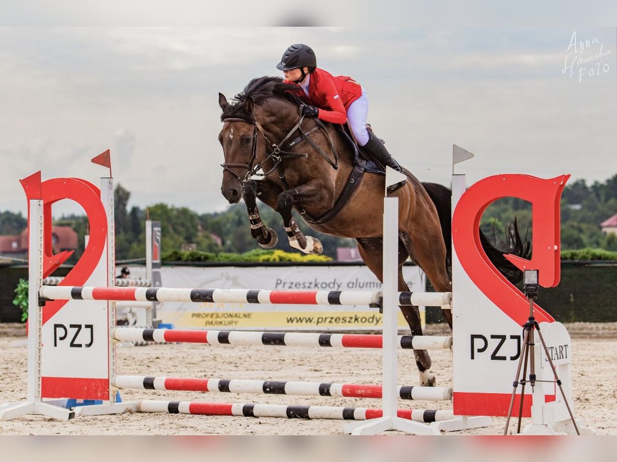 Holsteiner Valack 8 år 168 cm Mörkbrun in Rybnik