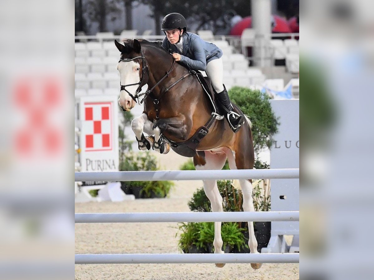 Holsteiner Valack 9 år Tobiano-skäck-alla-färger in Granada