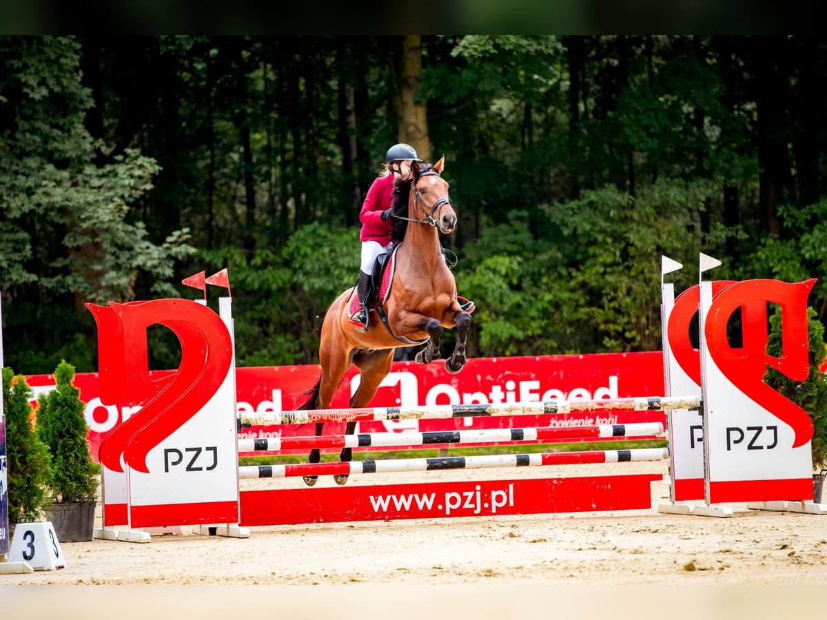 Holsteiner Wallach 10 Jahre 164 cm in Raciborowice G&#xF3;rne