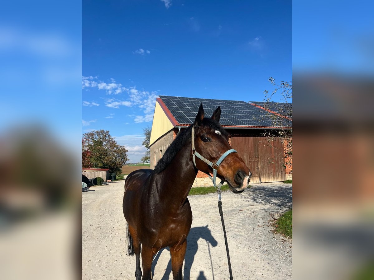 Holsteiner Wallach 10 Jahre 168 cm Dunkelbrauner in Giebelstadt