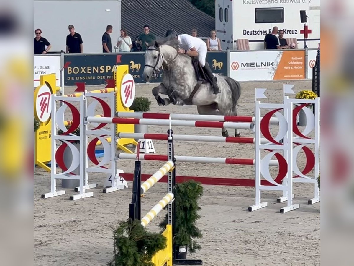 Holsteiner Wallach 10 Jahre 168 cm Schimmel in Villingen-Schwenningen