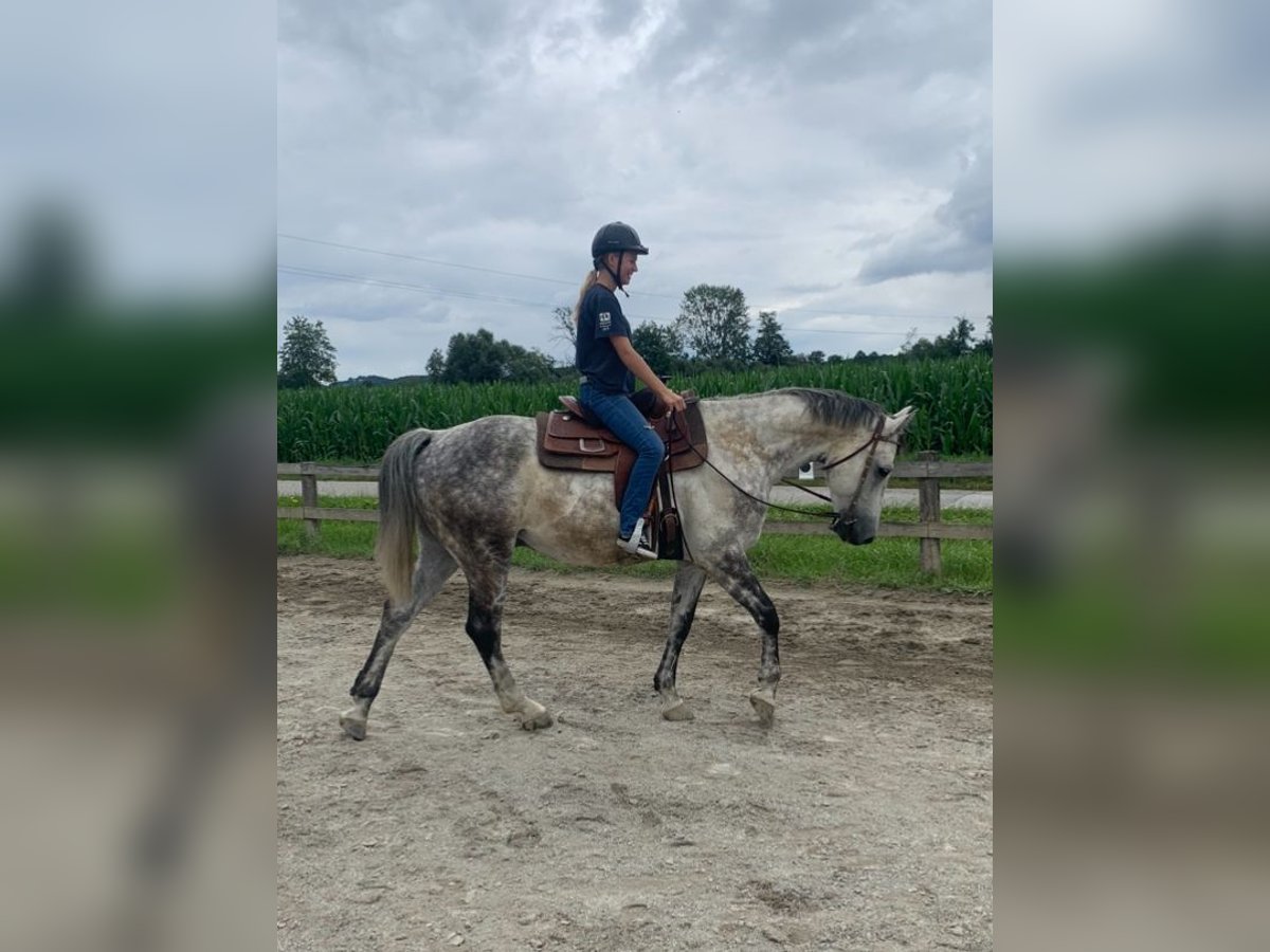 Holsteiner Wallach 10 Jahre 168 cm White in Fürstenfeld