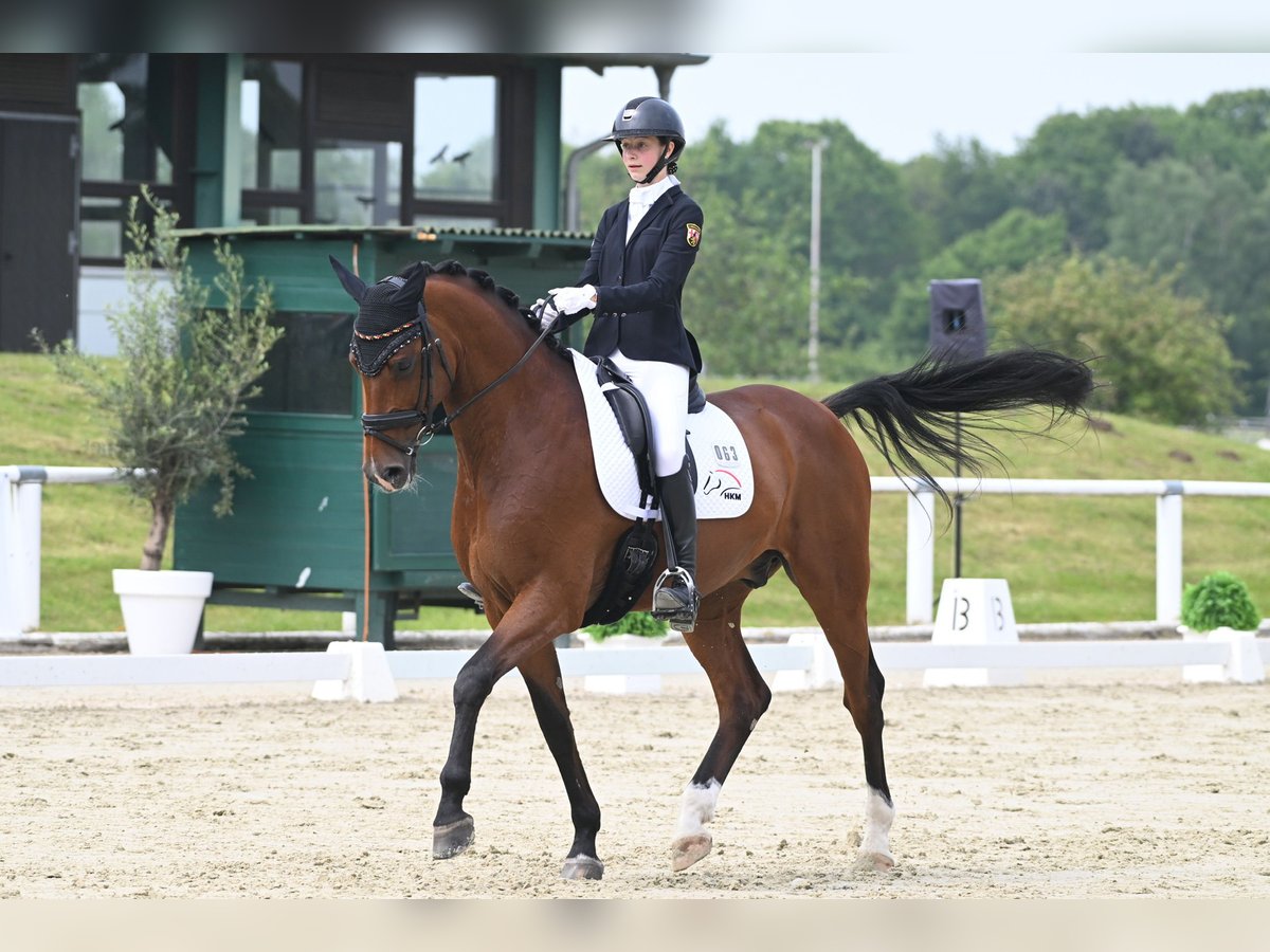 Holsteiner Wallach 10 Jahre 170 cm Brauner in Framersheim