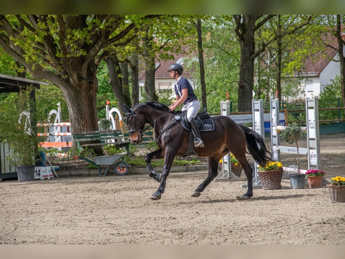 Holsteiner Wallach 10 Jahre 172 cm Dunkelbrauner in Bad K&#xF6;nig