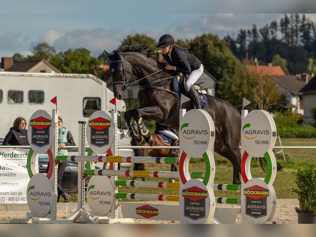 Holsteiner Wallach 10 Jahre 173 cm Rappe in Sontra