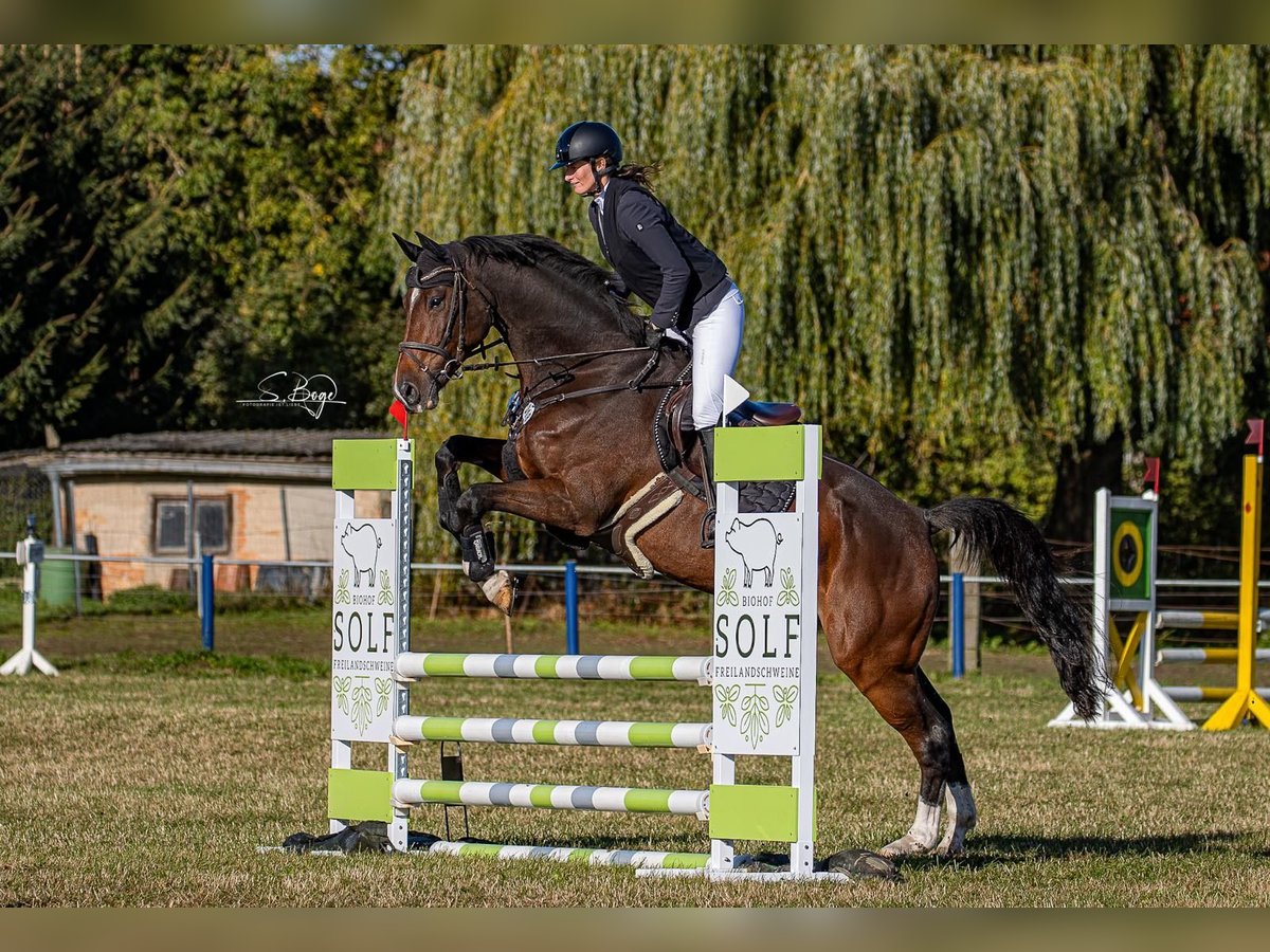 Holsteiner Wallach 10 Jahre 175 cm Brauner in Hohen Wangelin